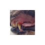 Kép 2/5 - Leiky fogkő, fogínygyulladás és szájszag elleni por 100 gramm