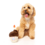 Kép 2/3 - FuzzYard Birthday Pup - Cupcake plüssjáték