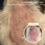Kép 2/6 - Natural Dog Company - Skin Soother - Bőrápoló stick 4,5 ml - sebes, kiütéses, allergiás bőrre, hot-spot-ra