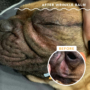 Kép 3/5 - Natural Dog Company - Wrinkle Balm - Bőrredő stick 4,5 ml - kipirosodott, irritált bőrredő ellen